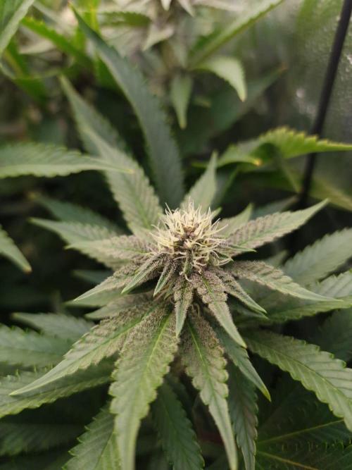 DTW HPA Aeroponic Super Buff Cherry #26. Week 4
