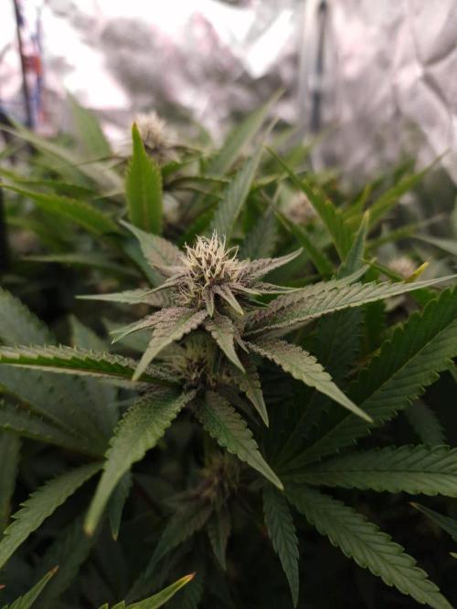 DTW HPA Aeroponic Super Buff Cherry #26. Week 4