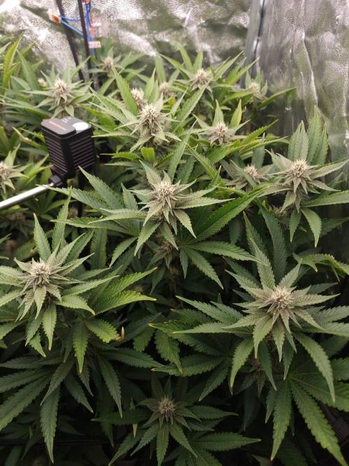 DTW HPA Aeroponic Super Buff Cherry #26. Week 4