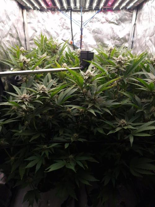 DTW HPA Aeroponic Super Buff Cherry #26. Week 4