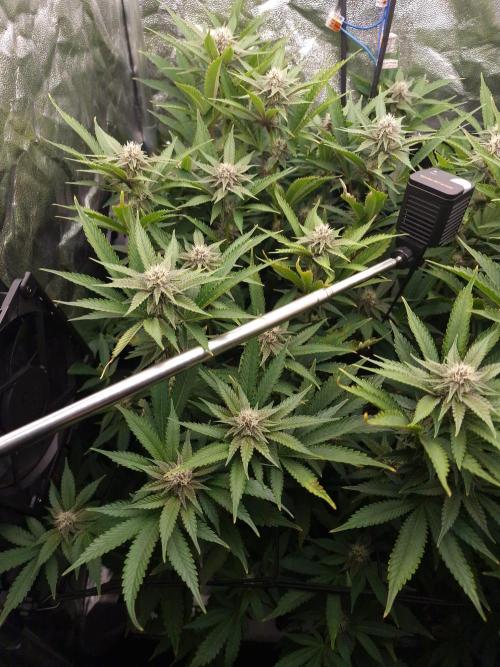 DTW HPA Aeroponic Super Buff Cherry #26. Week 4