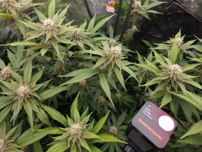 DTW HPA Aeroponic Super Buff Cherry #26. Week 5