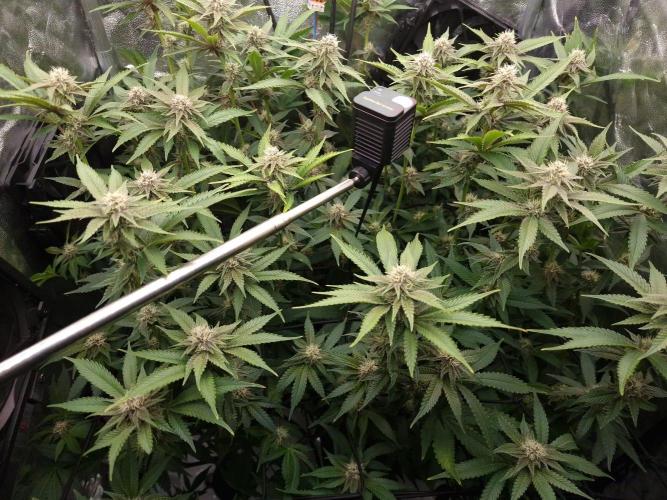 DTW HPA Aeroponic Super Buff Cherry #26. Week 5