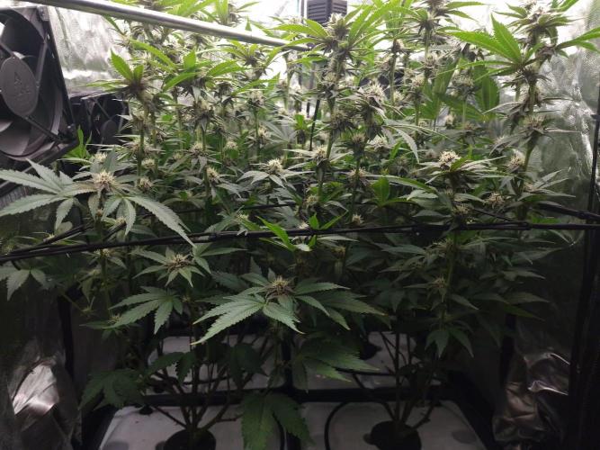 DTW HPA Aeroponic Super Buff Cherry #26. Week 5