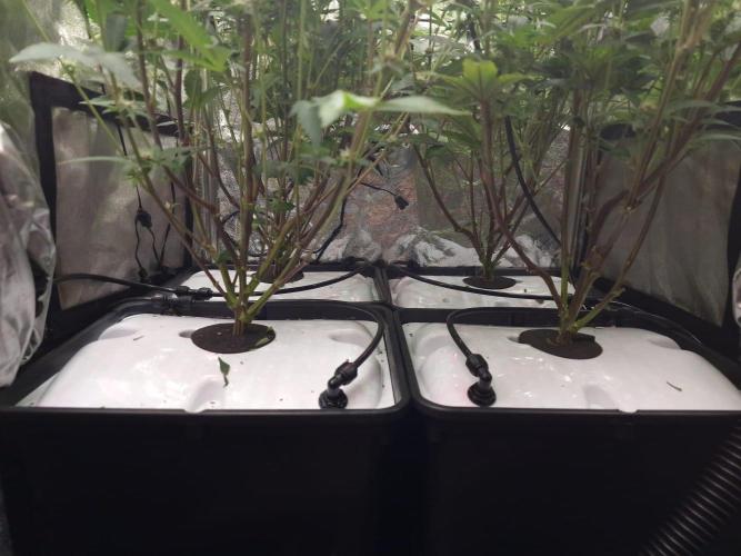 DTW HPA Aeroponic Super Buff Cherry #26. Week 5