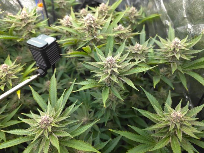 DTW HPA Aeroponic Super Buff Cherry #26. Week 6