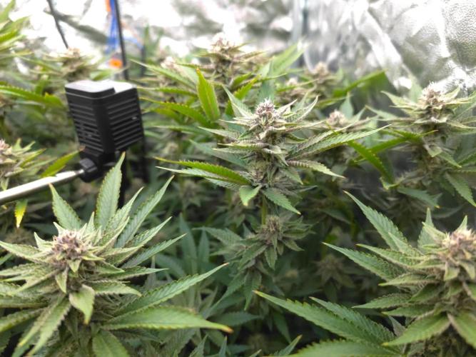 DTW HPA Aeroponic Super Buff Cherry #26. Week 6