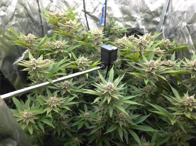 DTW HPA Aeroponic Super Buff Cherry #26. Week 6