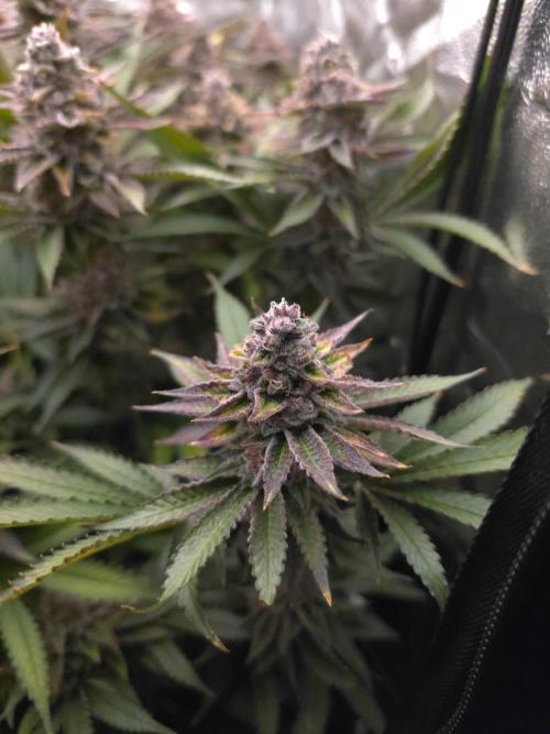 DTW HPA Aeroponic Super Buff Cherry #26. Week 7