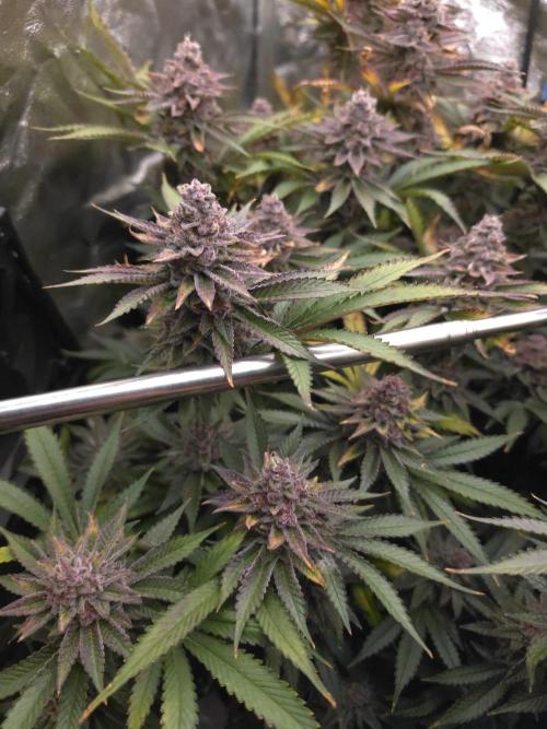 DTW HPA Aeroponic Super Buff Cherry #26. Week 7