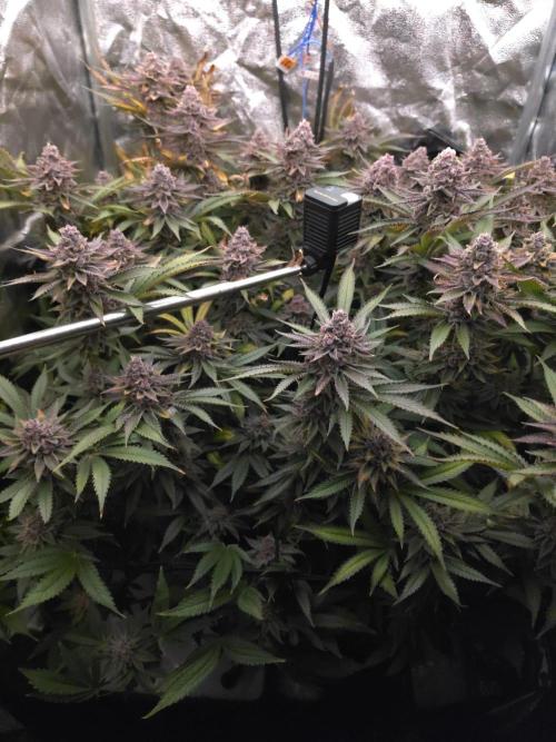 DTW HPA Aeroponic Super Buff Cherry #26. Week 7