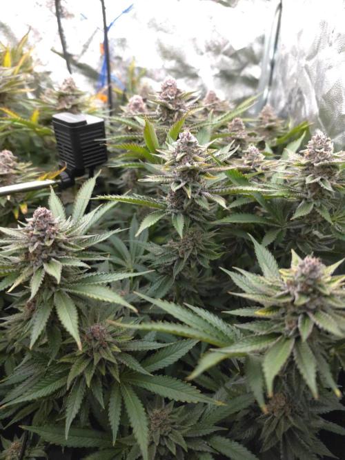 DTW HPA Aeroponic Super Buff Cherry #26. Week 7