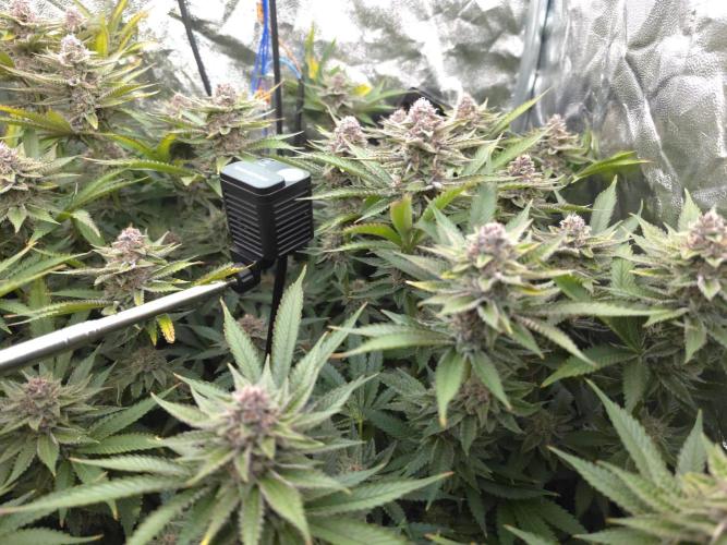 DTW HPA Aeroponic Super Buff Cherry #26. Week 7