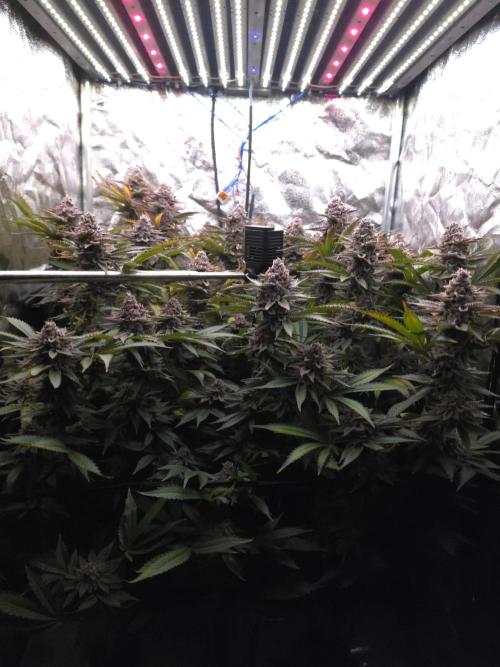 DTW HPA Aeroponic Super Buff Cherry #26. Week 8