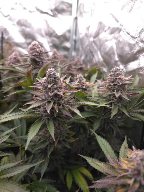 DTW HPA Aeroponic Super Buff Cherry #26. Week 8