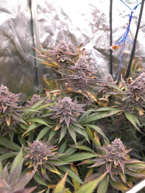 DTW HPA Aeroponic Super Buff Cherry #26. Week 8