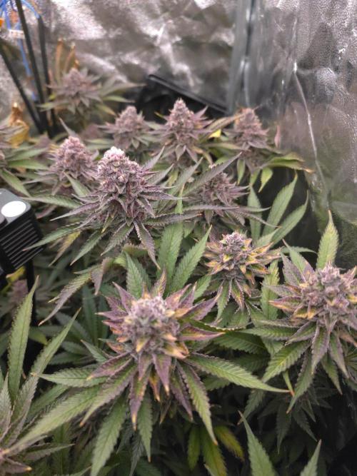 DTW HPA Aeroponic Super Buff Cherry #26. Week 8