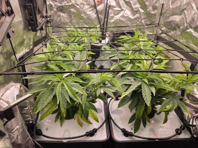 Bazooka Orange Gum #1 | Clone Only HPA. Week 2