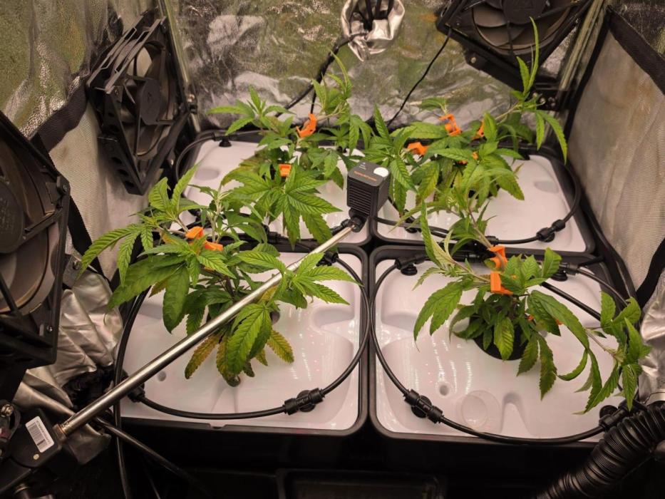Bazooka Orange Gum #1 | Clone Only HPA. Week 1