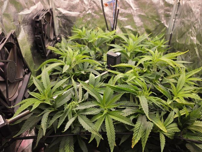 Bazooka Orange Gum #1 | Clone Only HPA. Week 2