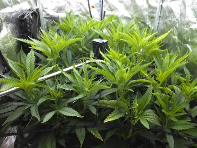 Bazooka Orange Gum #1 | Clone Only HPA. Week 3