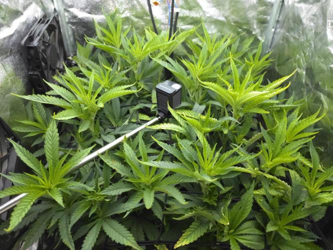 Bazooka Orange Gum #1 | Clone Only HPA. Week 3