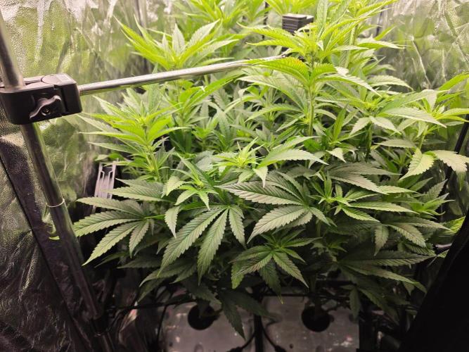 Bazooka Orange Gum #1 | Clone Only HPA. Week 4