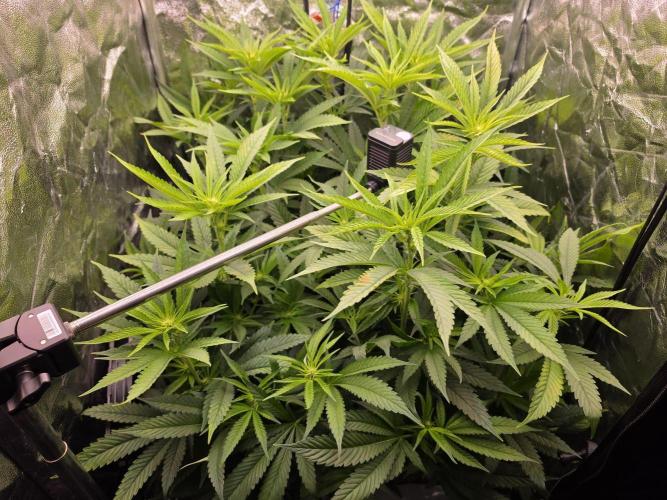 Bazooka Orange Gum #1 | Clone Only HPA. Week 4