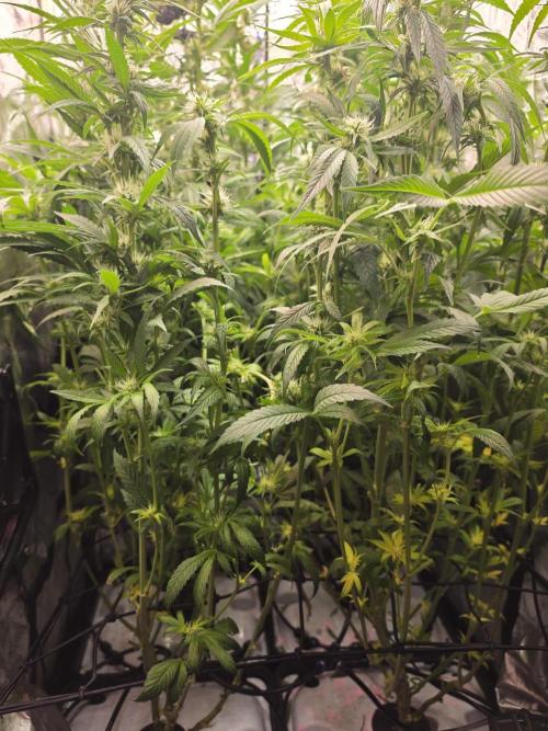 Bazooka Orange Gum #1 | Clone Only HPA. Week 5 - after second Defoliation