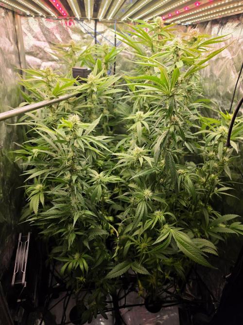 Bazooka Orange Gum #1 | Clone Only HPA. Week 5 - after second Defoliation