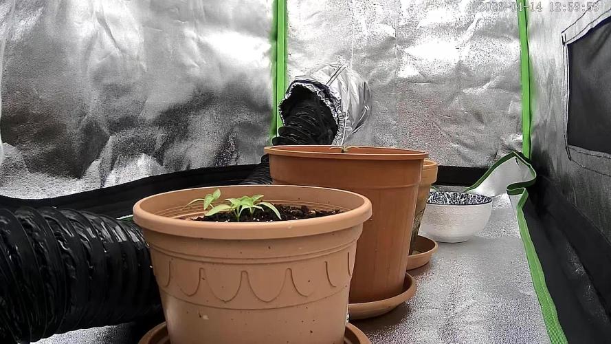 Royal Critical first Time Grower. Week 1 - Some Chilli inside ;-)