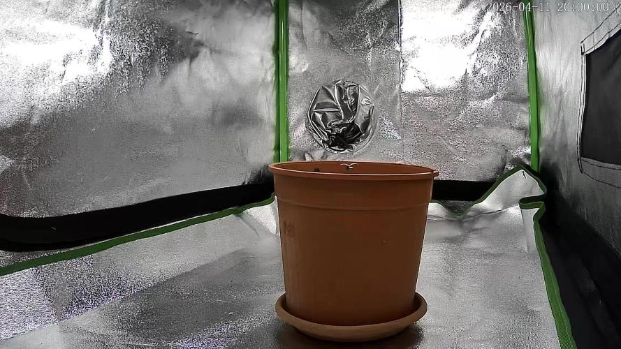 Royal Critical first Time Grower. Week 1