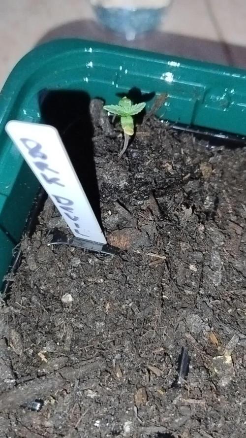 Sweet seeds - Dark Devil auto