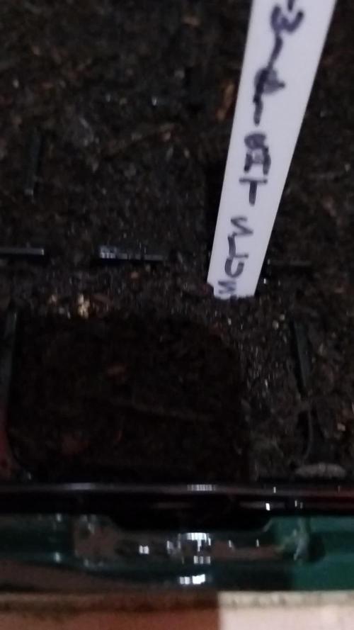 Twilight zlush auto