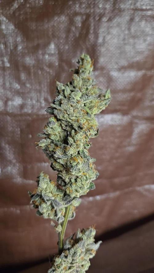 Cheetah bath LIT Farms scrog 