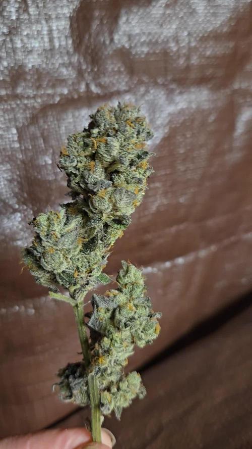 Cheetah bath LIT Farms scrog 