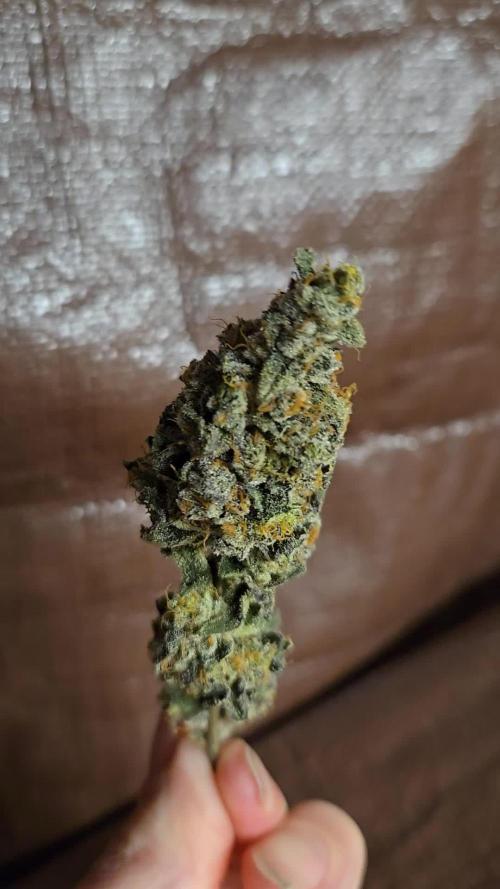 Cheetah bath LIT Farms scrog 