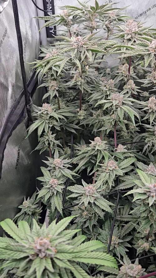 Raw x Umami Gyoza scrog 