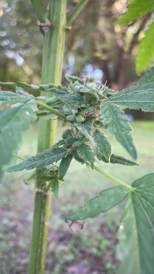 Soul Sistas (Sticky Soul Testers)