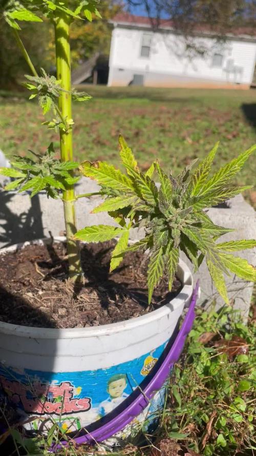 Soul Sistas (Sticky Soul Testers)