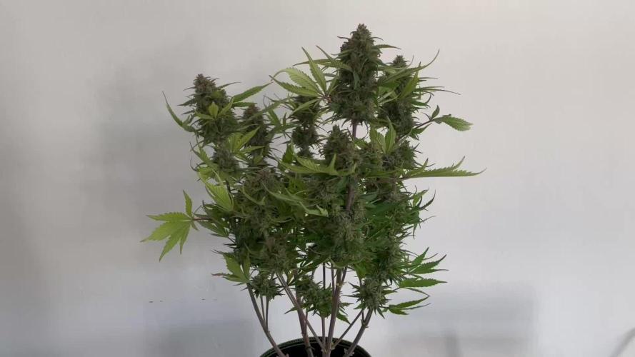 🇦🇫 Afghan Pearl CBD by Sensi Seeds