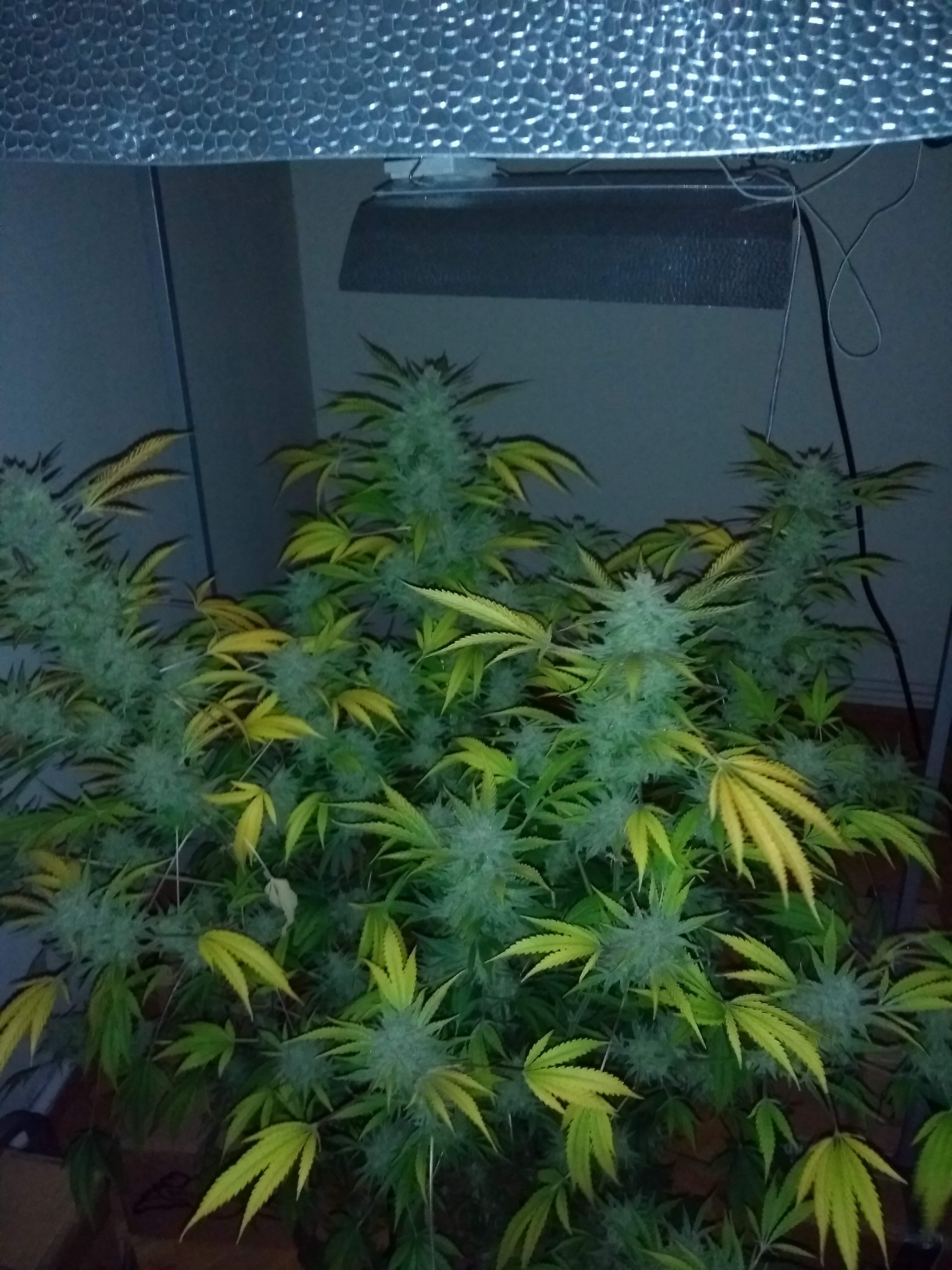 Fast Buds Blue Dream Auto, Fast Buds LSD25 Auto, Fast Buds Zkittlez