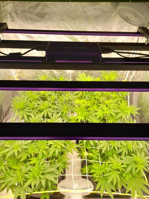 Zamnesia scrog. Week 9