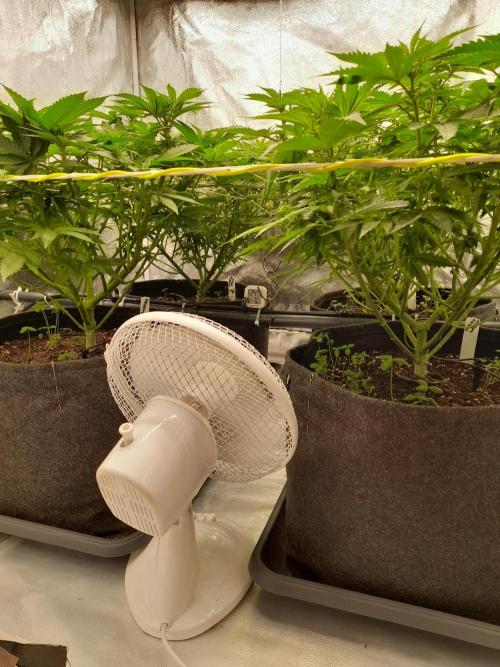 Zamnesia scrog. Week 9