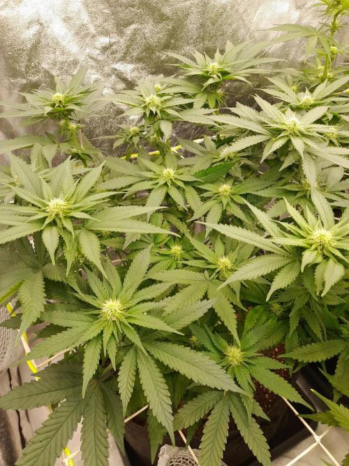 Zamnesia scrog. Week 10
