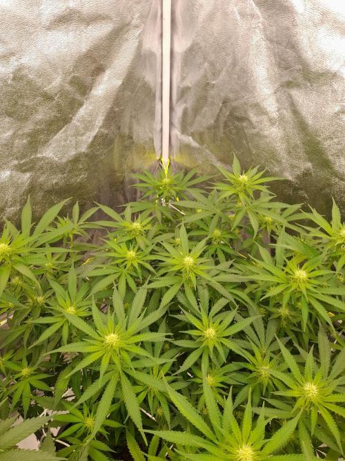 Zamnesia scrog. Week 10