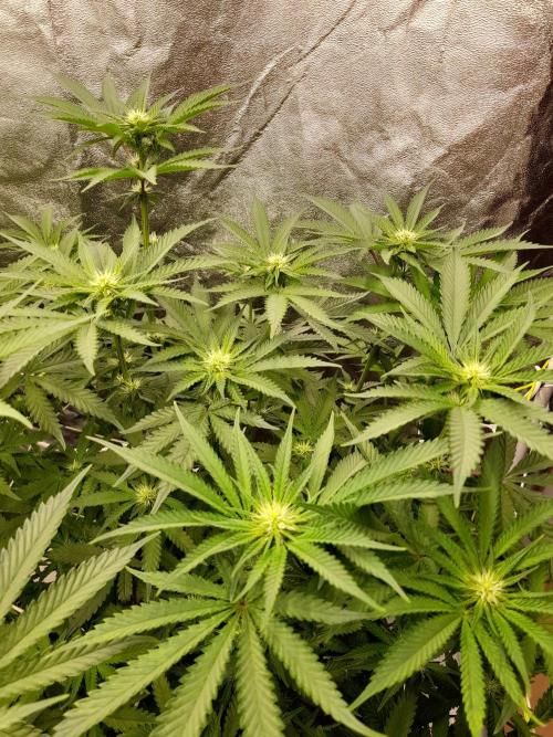 Zamnesia scrog. Week 10