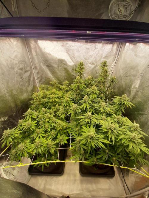 Zamnesia scrog. Week 13