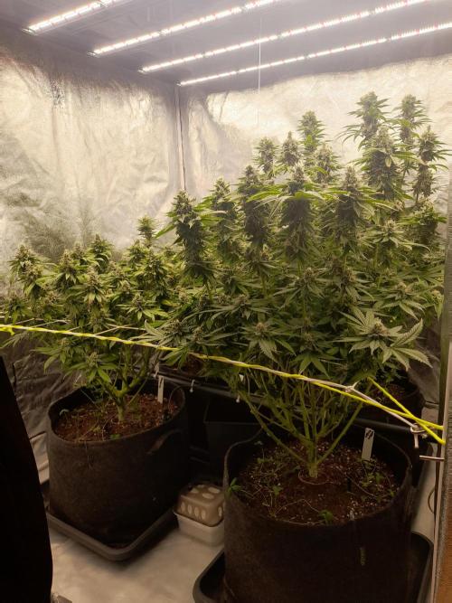 Zamnesia scrog. Week 13