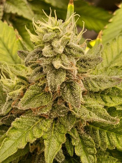 Zamnesia scrog. Week 13